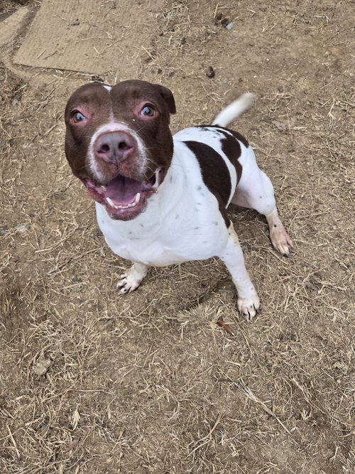 HARRIETT - American Staffordshire Terrier available for adoption