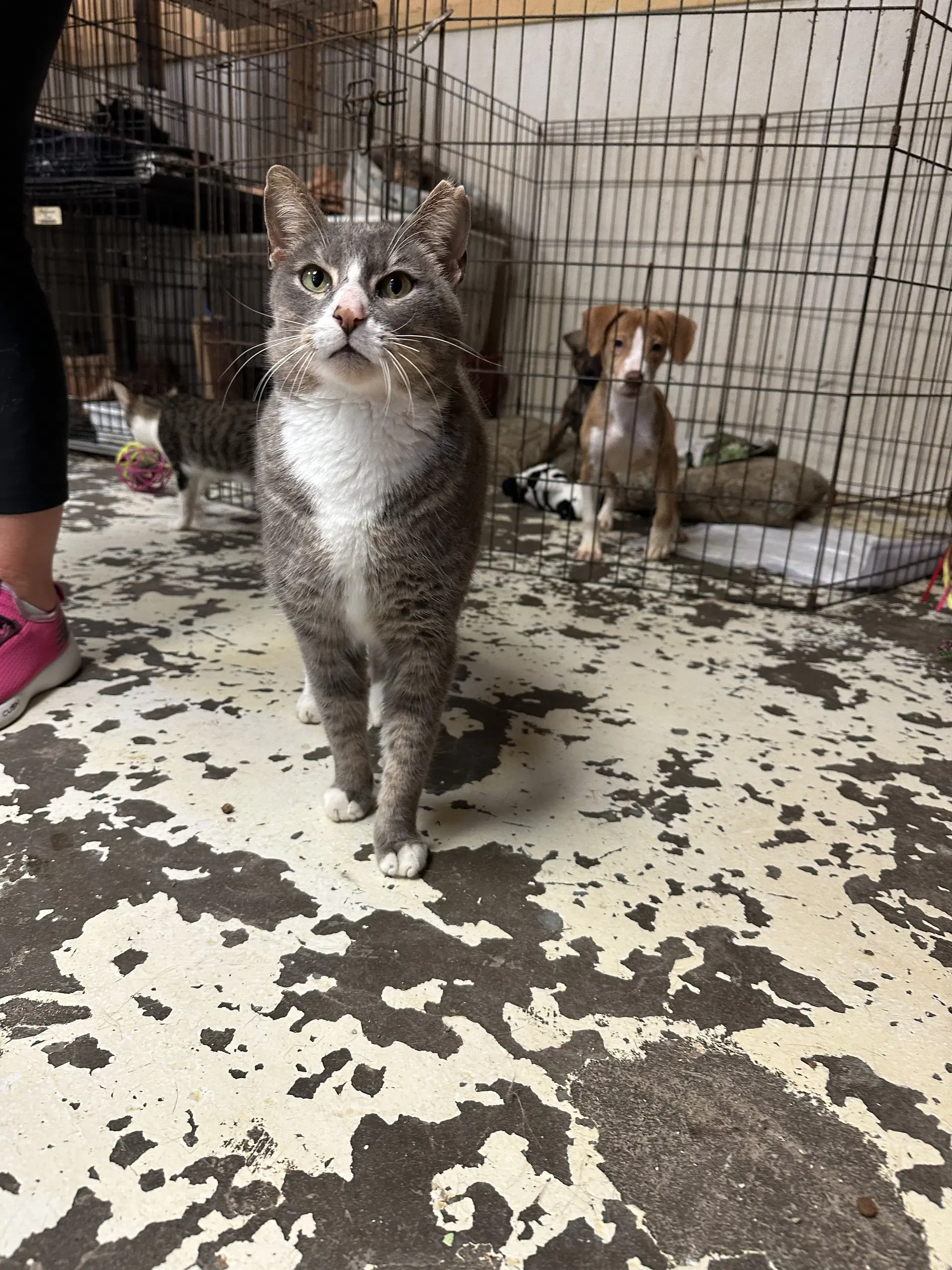 Mouse - Domestic Short Hair