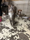 adoptable Cat in , MS named Mouse
