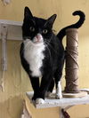 adoptable Cat in , MS named Mr Mistoffelees