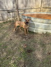 Brahma - Photo 1
