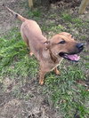 Brahma - Photo 2