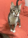 adoptable Cat in , MS named Jasper