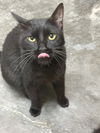 adoptable Cat in , MS named Diana Ross