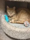 adoptable Cat in , MS named Red