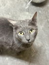 adoptable Cat in , MS named Ghost