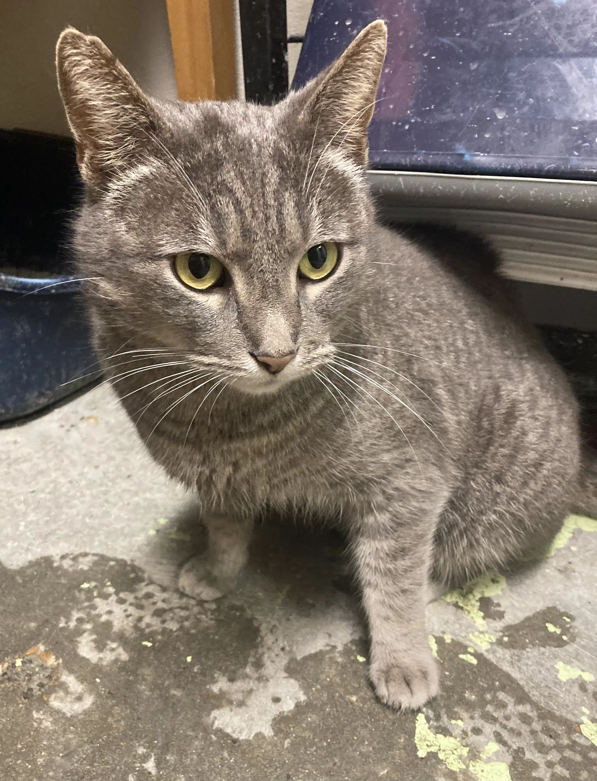 Smokes - Domestic Short Hair