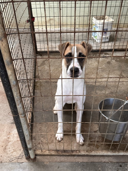 COOPER - Hound available for adoption