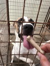 Cooper - Photo 3
