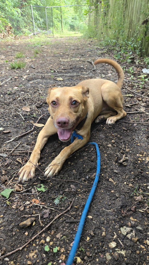 CARNELA - Unknown available for adoption
