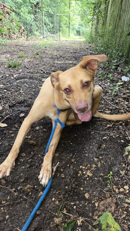 CARNELA - Unknown available for adoption