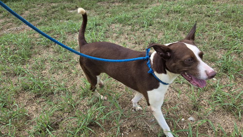 VAQUITA - Unknown available for adoption