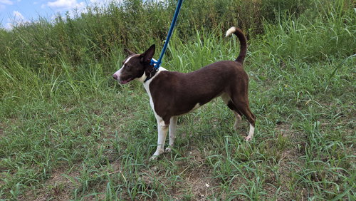 VAQUITA - Unknown available for adoption