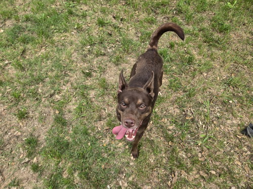 Highland, an adoptable Australian Shepherd in Jackson, MS
