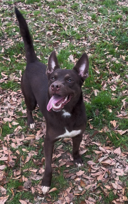 HIGHLAND - Australian Shepherd / Australian Kelpie available for adoption