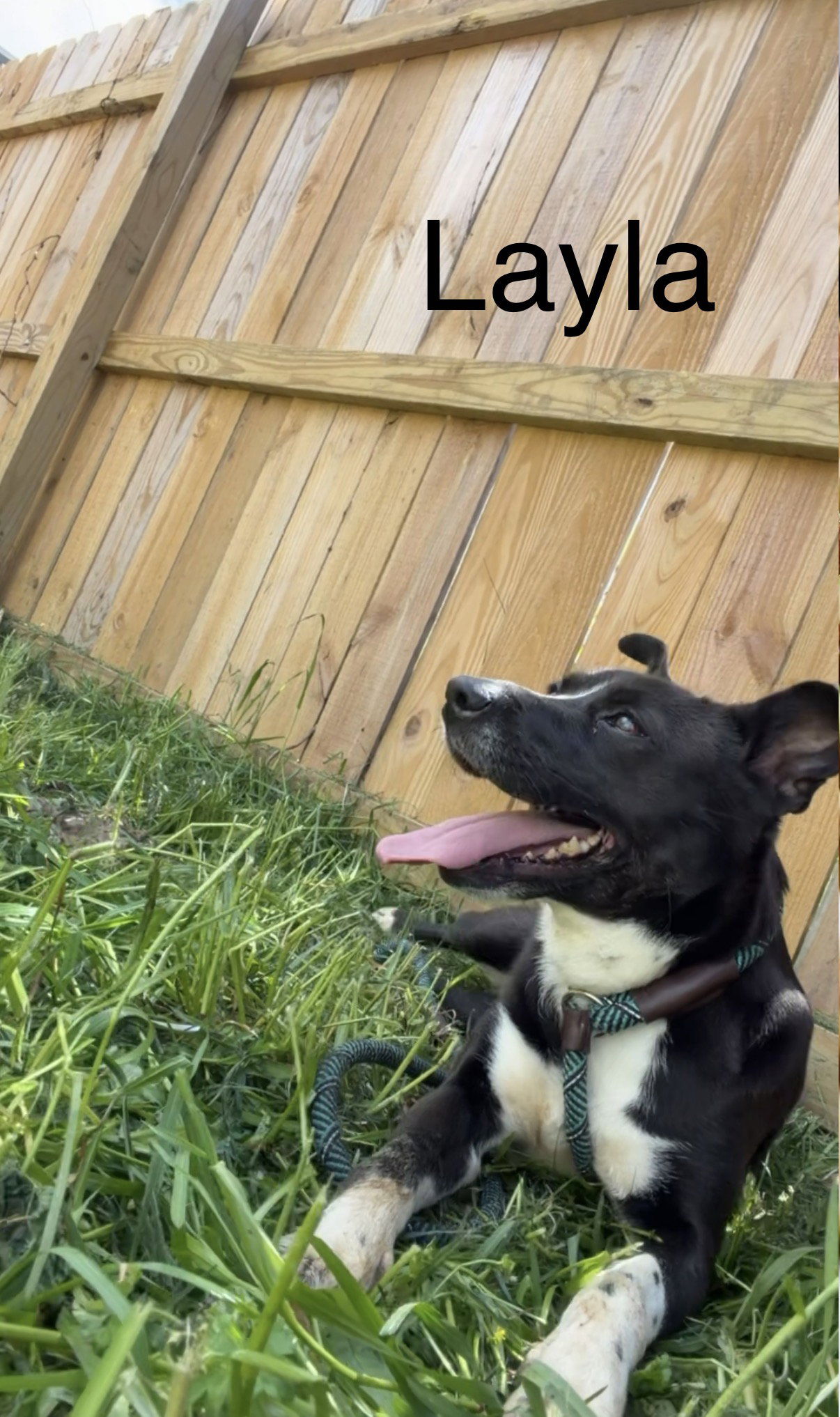 Layla Image