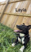 Layla - Photo 1