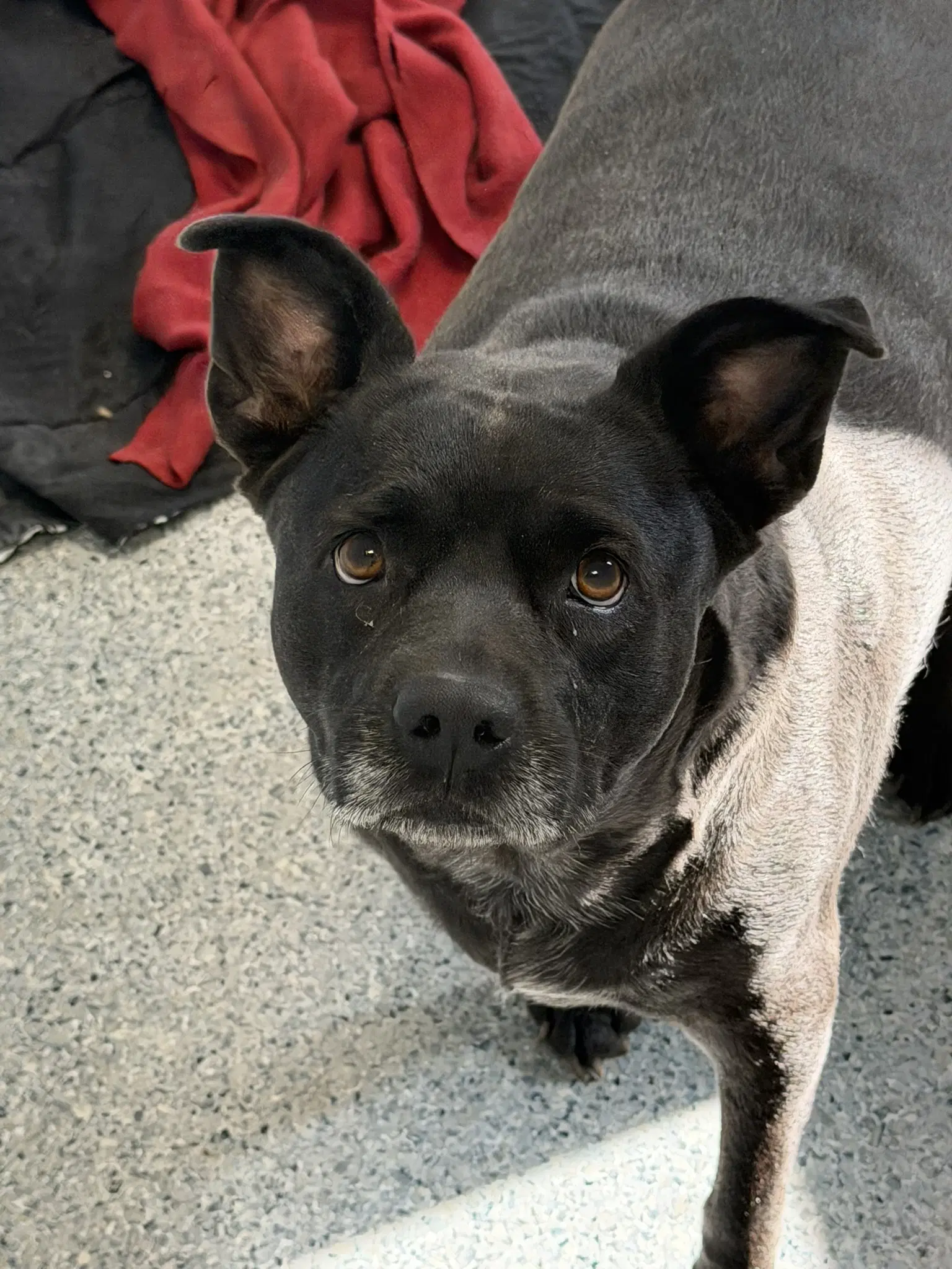 Clinique - American Staffordshire Terrier