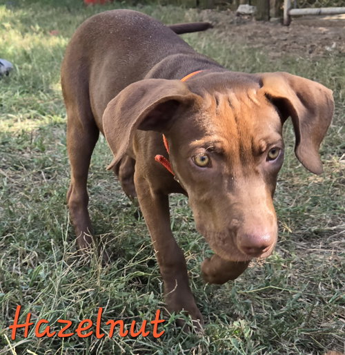 HAZELNUT - Hound available for adoption