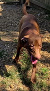 Hazelnut - Photo 1