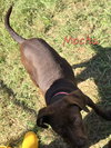 Mocha - Photo 2