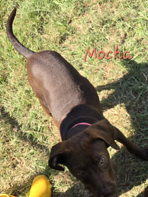 MOCHA - Hound available for adoption