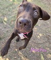 Mocha - Photo 1