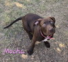 Mocha - Photo 3