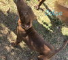 Dolce - Photo 1