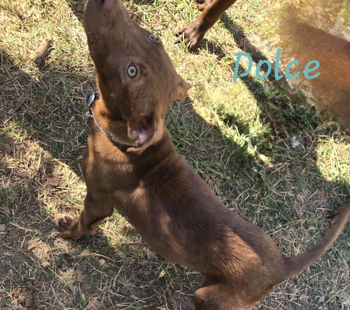 DOLCE - Hound available for adoption