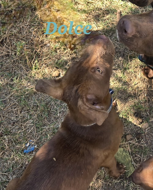 DOLCE - Hound available for adoption