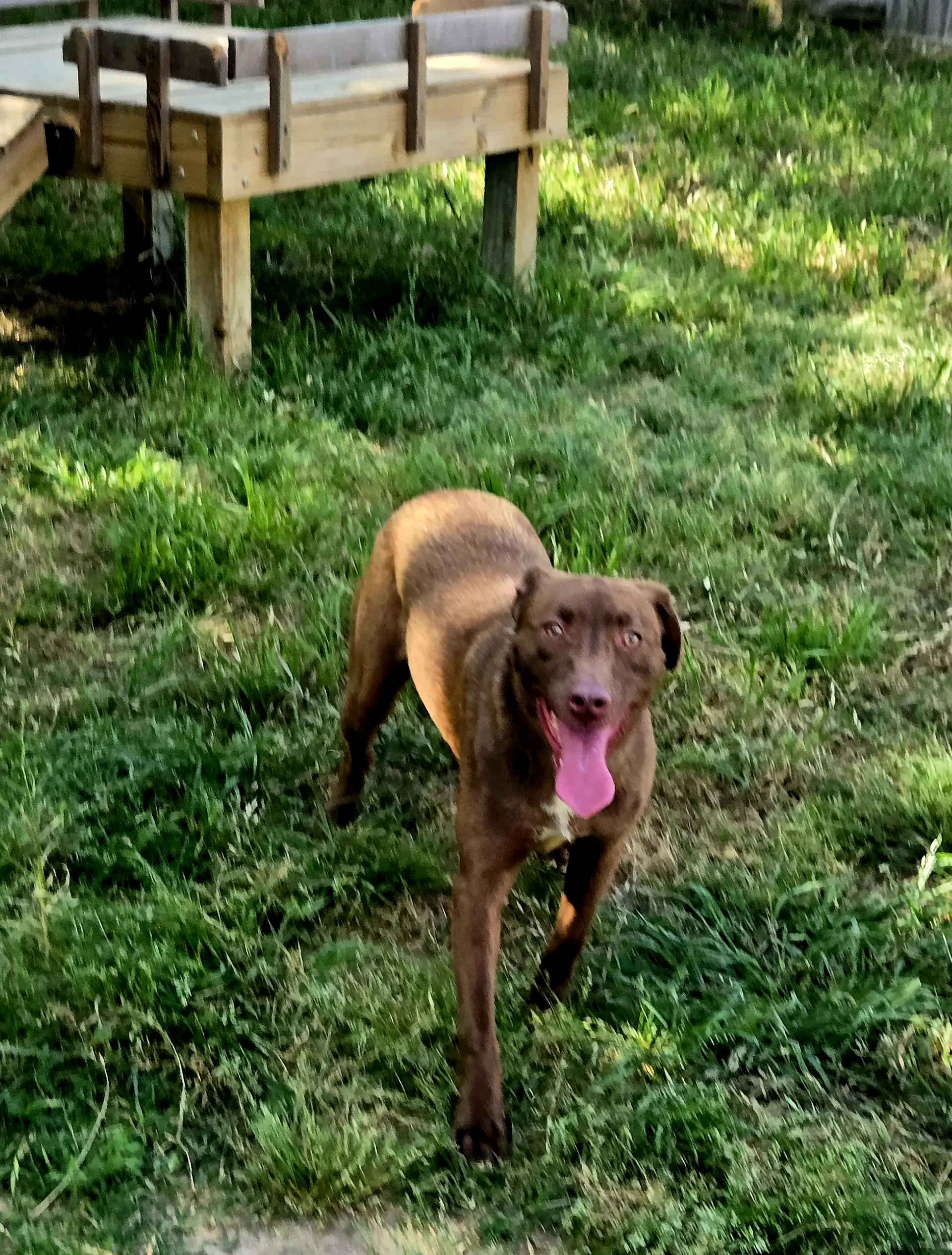 Dolce - Labrador Retriever