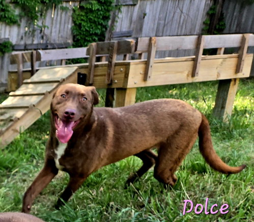 DOLCE - Labrador Retriever available for adoption