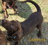 Gabbana - Photo 1