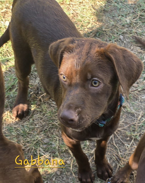 GABBANA - Hound available for adoption