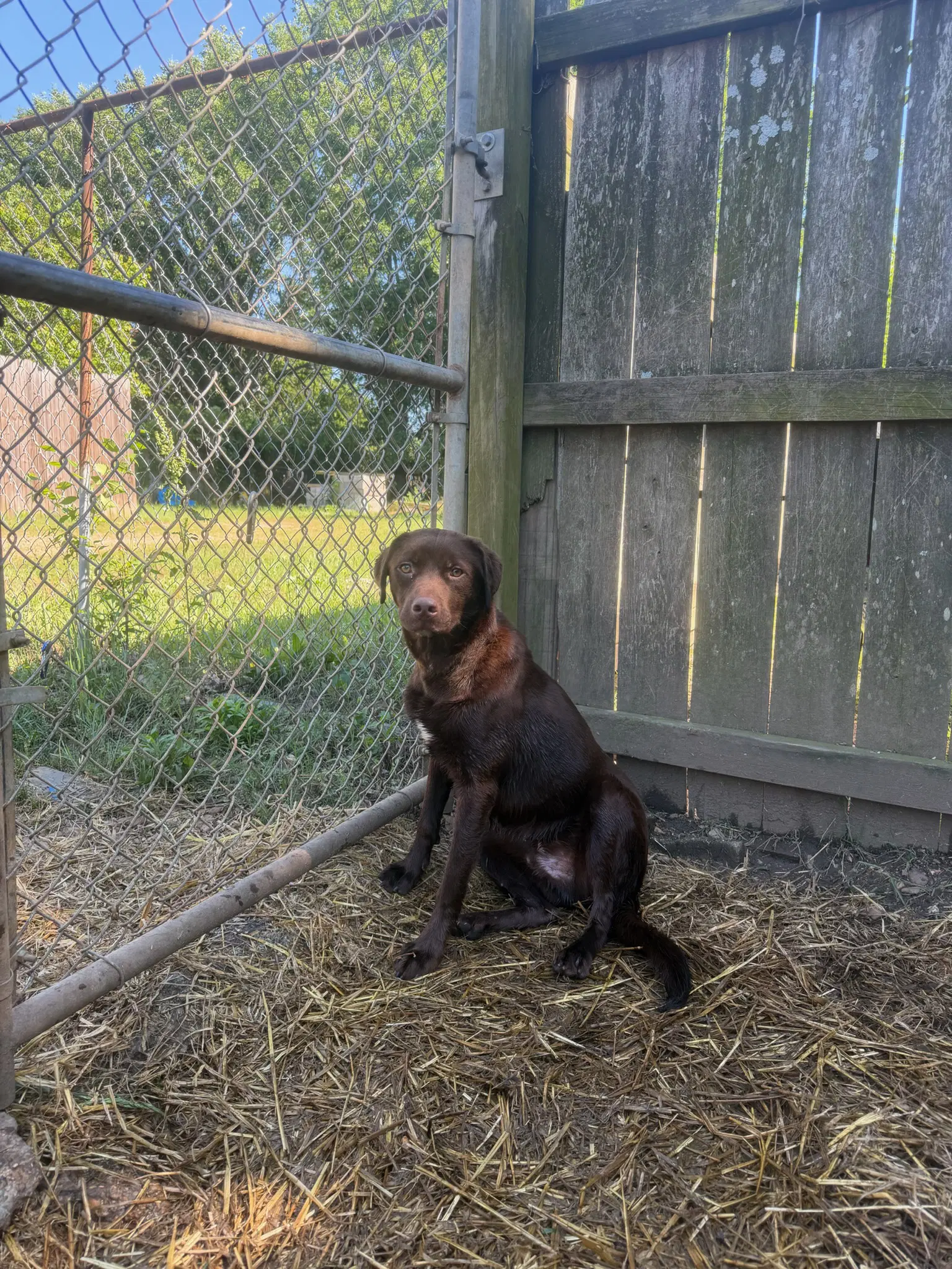 Gabbana - Labrador Retriever