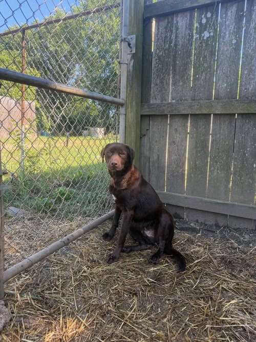 Gabbana, an adoptable Labrador Retriever in Jackson, MS