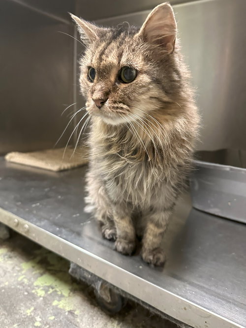 picture of the cat needing adoption