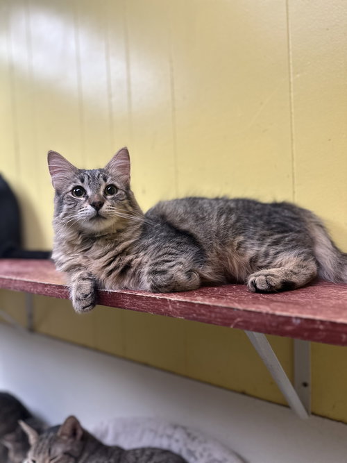 BREEZE - Domestic Long Hair available for adoption