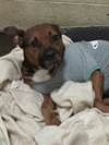 Duke - Photo 1