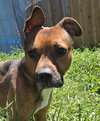 Duke - Photo 1