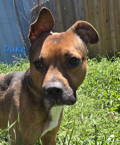 Duke, an adoptable American Staffordshire Terrier in Jackson, MS