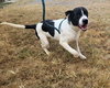 Banjo - Photo 1