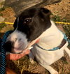 Banjo - Photo 3