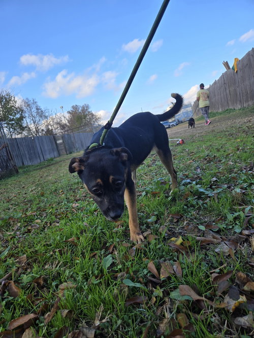 picture of the dog needing adoption