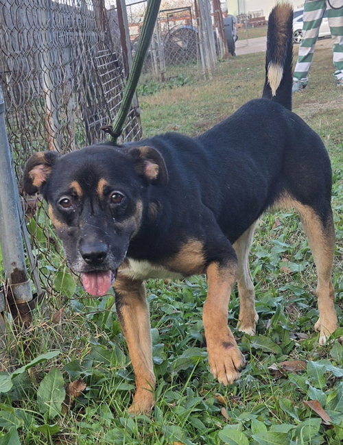 LITTLE MISS - Mountain Cur available for adoption