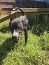 Buddy (Britton) - Photo 2