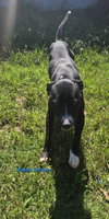 Buddy (Britton) - Photo 1