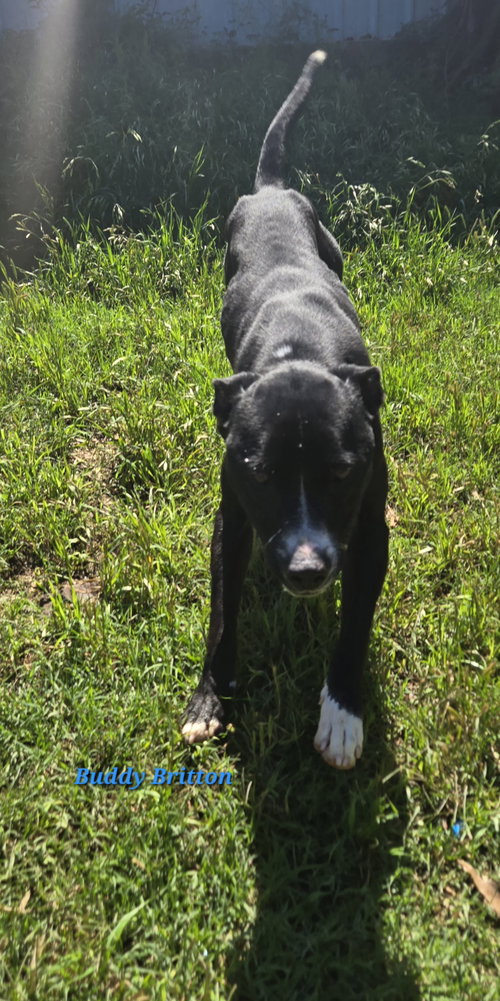 Buddy (Britton), an adoptable Mountain Cur in Jackson, MS