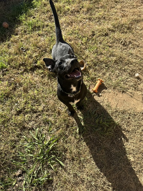 EDITH - Dachshund available for adoption